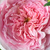 Pink - English rose - Ausbite
